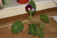 Лот: 3123519. Фото: 3. Глоксиния 9. Растения и животные