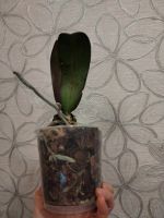 Лот: 25821385. Фото: 4. Орхидея фаленопсис, отцвела. Красноярск