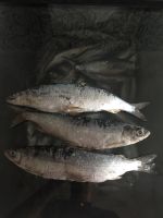 Лот: 11287470. Фото: 3. Пелядь аналог байкальского омуля. Красноярск
