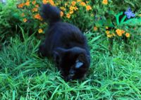 Лот: 14663910. Фото: 2. Курильский бобтейл котенок. Животные и уход