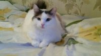 Лот: 8329961. Фото: 2. Кошечка Маняша. Животные и уход
