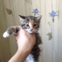 Лот: 8510768. Фото: 7. Котята