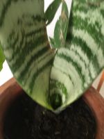 Лот: 23565669. Фото: 5. Тещин язык. Сансеверия в керамическом...