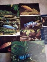 Лот: 18670738. Фото: 2. Набор открыток "Пестрый мир аквариума... Открытки, билеты и др.