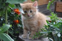 Лот: 10039343. Фото: 3. котята. Растения и животные