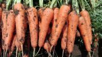 Лот: 11139412. Фото: 2. Семена моркови Гибрид КНР. Семена, рассада, садовые растения
