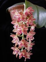 Лот: 3710331. Фото: 2. Phalaenopsis gigantea. Комнатные растения и уход