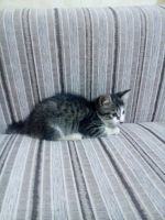 Лот: 7047679. Фото: 6. Котейки полосатики