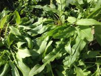 Лот: 8178310. Фото: 2. Щавель (зелень) в щи и борщи... Продукты
