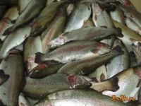 Лот: 4429105. Фото: 2. Продам форель охл. Продукты
