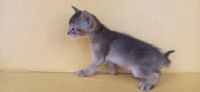 Лот: 20307895. Фото: 4. Абиссинские котята. Красноярск