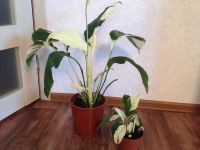 Лот: 8146343. Фото: 3. Спатифиллум Пикассо, молодое растение. Растения и животные