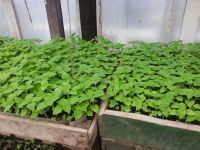 Лот: 7442616. Фото: 8. Продаем рассаду . Большой ассортимент...