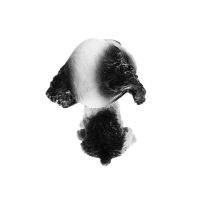 Лот: 25880142. Фото: 3. Собака на панель авто, качающая... Авто, мото, водный транспорт