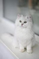 Лот: 10626100. Фото: 7. Британский длинношёрстный кот...