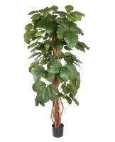 Лот: 19172579. Фото: 3. Тетрастигма (лат. Tetrastigma). Растения и животные