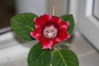 Лот: 3194673. Фото: 2. Глоксиния 27. Комнатные растения и уход