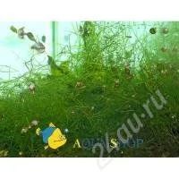 Лот: 158731. Фото: 2. Яванский мох (vesicularia dubyana... Аквариумистика