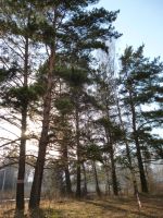 Лот: 4922265. Фото: 5. Продам участок ст. Минино