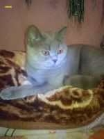 Лот: 2849241. Фото: 2. котята.(Британцы). Животные и уход