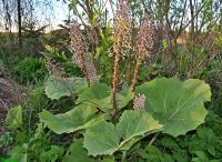 Лот: 19858864. Фото: 5. вейник Овердам,мискантус,стахис...