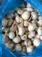 Лот: 18979597. Фото: 2. Чеснок яровой. Семена, рассада, садовые растения