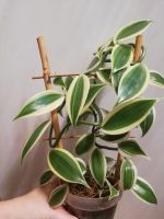 Лот: 20226361. Фото: 2. Орхидея ваниль. Комнатные растения и уход