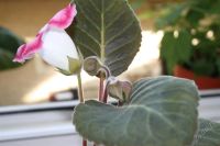 Лот: 2861902. Фото: 2. Глоксиния 7 (цветет). Комнатные растения и уход