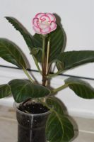 Лот: 3865424. Фото: 2. глоксиния махровая (цветет!). Комнатные растения и уход