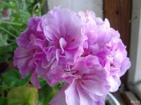 Лот: 8180364. Фото: 3. Пеларгония плющелистная 'Chiffon... Растения и животные