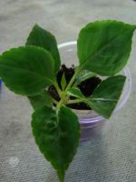 Лот: 3962315. Фото: 2. Бальзамин махровый Burgundy Rose. Комнатные растения и уход