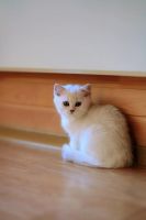 Лот: 4513393. Фото: 4. Продам британского котёнка (мальчик... Красноярск