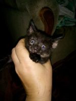 Лот: 10043890. Фото: 3. Отдам котят в добрые,хорошие руки. Растения и животные