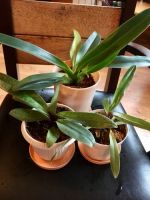 Лот: 8290445. Фото: 2. Орхидея Пафиопедилум (Башмачок... Комнатные растения и уход