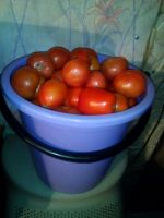 Лот: 14591875. Фото: 2. Помидоры домашние. Продукты