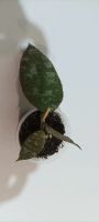 Лот: 20531364. Фото: 2. хойя каудата (hoya caudata silver... Комнатные растения и уход