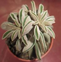 Лот: 9624331. Фото: 2. Пеперомия суккулент (peperomia... Комнатные растения и уход