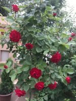 Лот: 17489681. Фото: 2. Роза штамбовая. Семена, рассада, садовые растения
