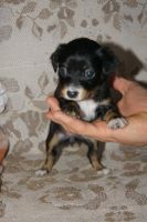 Лот: 6099322. Фото: 2. Щенята той-терьера "крошечки". Животные и уход