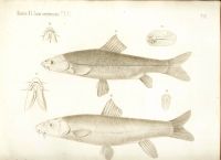 Лот: 18032872. Фото: 11. Протоколы заседаний императорского...