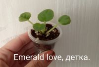 Лот: 8723265. Фото: 3. Фиалка Emerald Love - лист или... Растения и животные