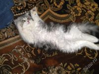 Лот: 431213. Фото: 3. Девочка Хайленд Фолд. Растения и животные