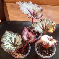 Лот: 9749981. Фото: 2. Бегония королевская "Raspberry... Комнатные растения и уход
