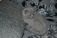 Лот: 2028325. Фото: 2. Шотландский котенок. Животные и уход