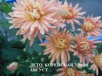 Лот: 13271750. Фото: 4. Корейские хризантемы Колобок. Красноярск