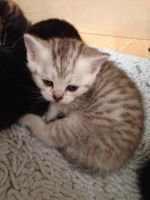 Лот: 3382794. Фото: 3. Шотландские котята. Растения и животные