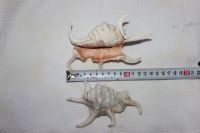 Лот: 12071548. Фото: 2. ракушки. Аквариумистика