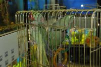 Лот: 4248591. Фото: 3. Александрийский попугай. Растения и животные