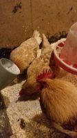Лот: 6841093. Фото: 4. Инкубационное яйцо кур Мини мясная... Красноярск