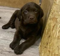Лот: 21038571. Фото: 4. Щенки лабладора ретривер шоколадного. Красноярск